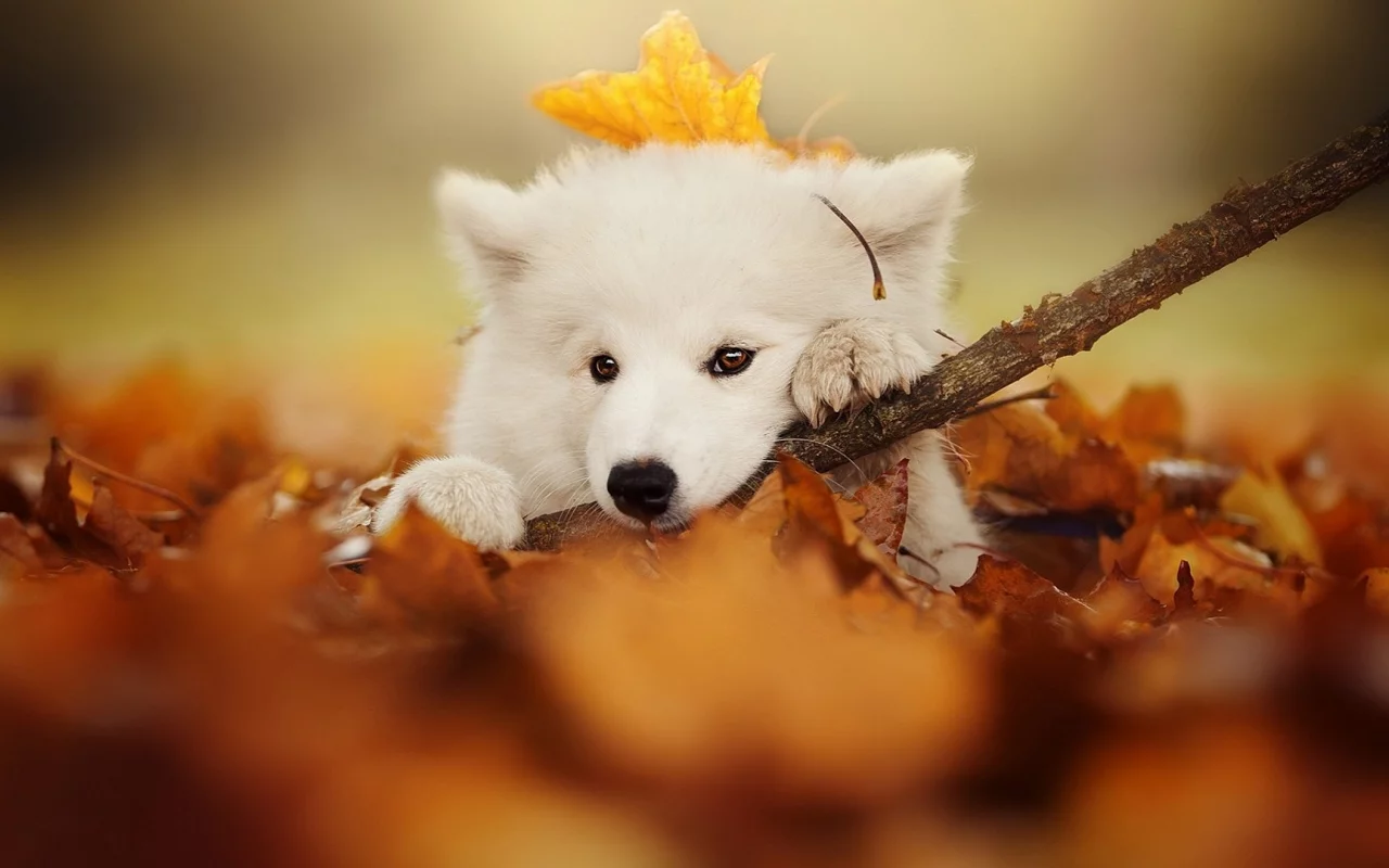 животное