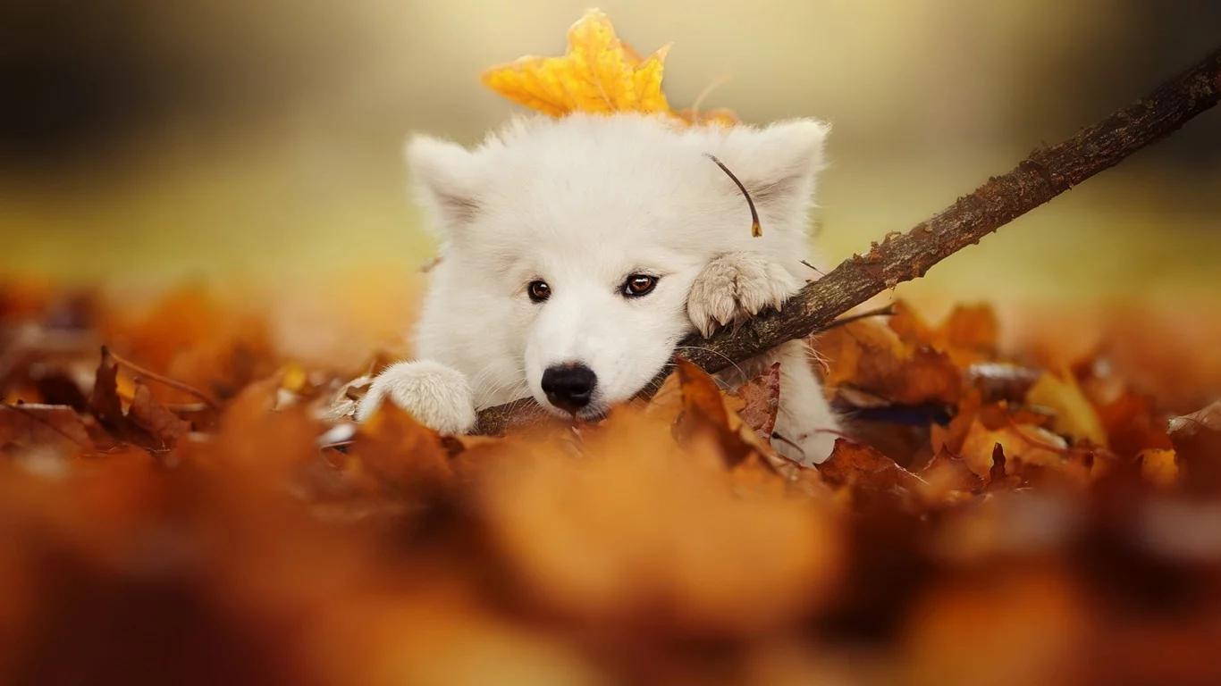 животное