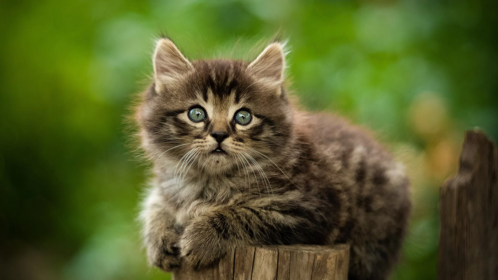 животное
