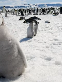 животное