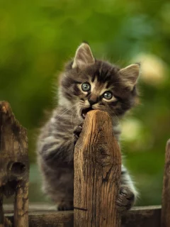 животное