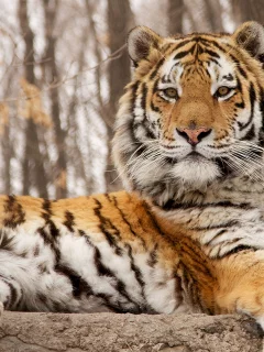животное