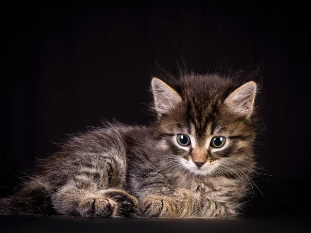 животное