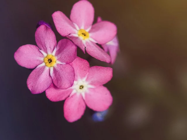 цветы