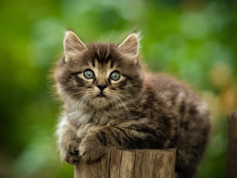 животное