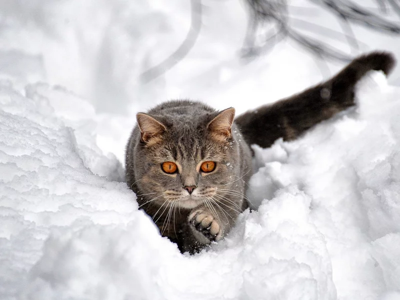 животное