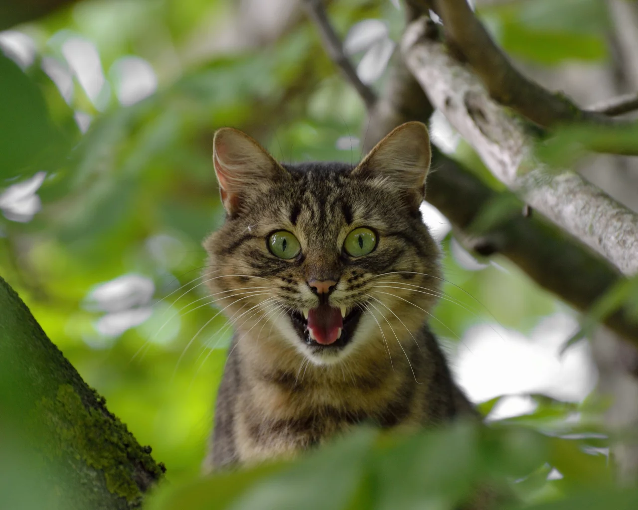 кот