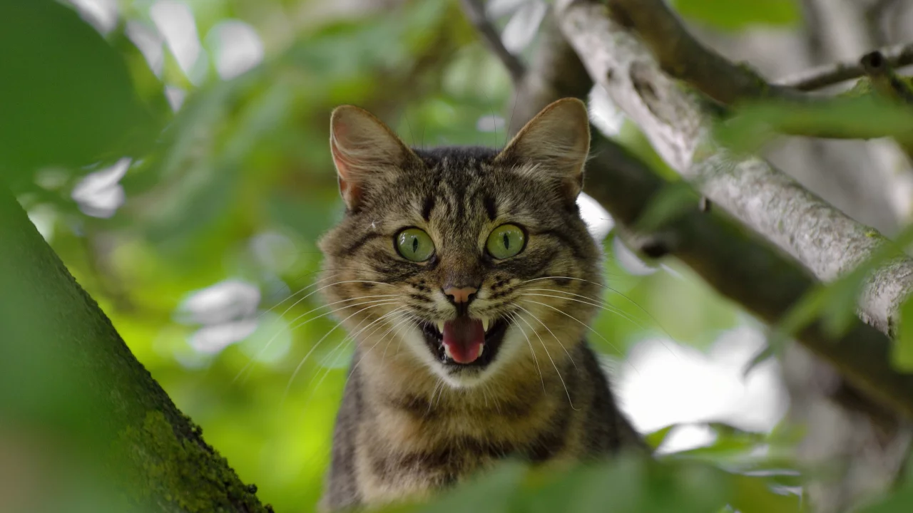 кот