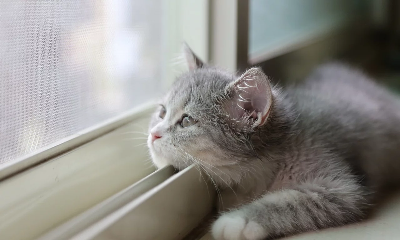 кот
