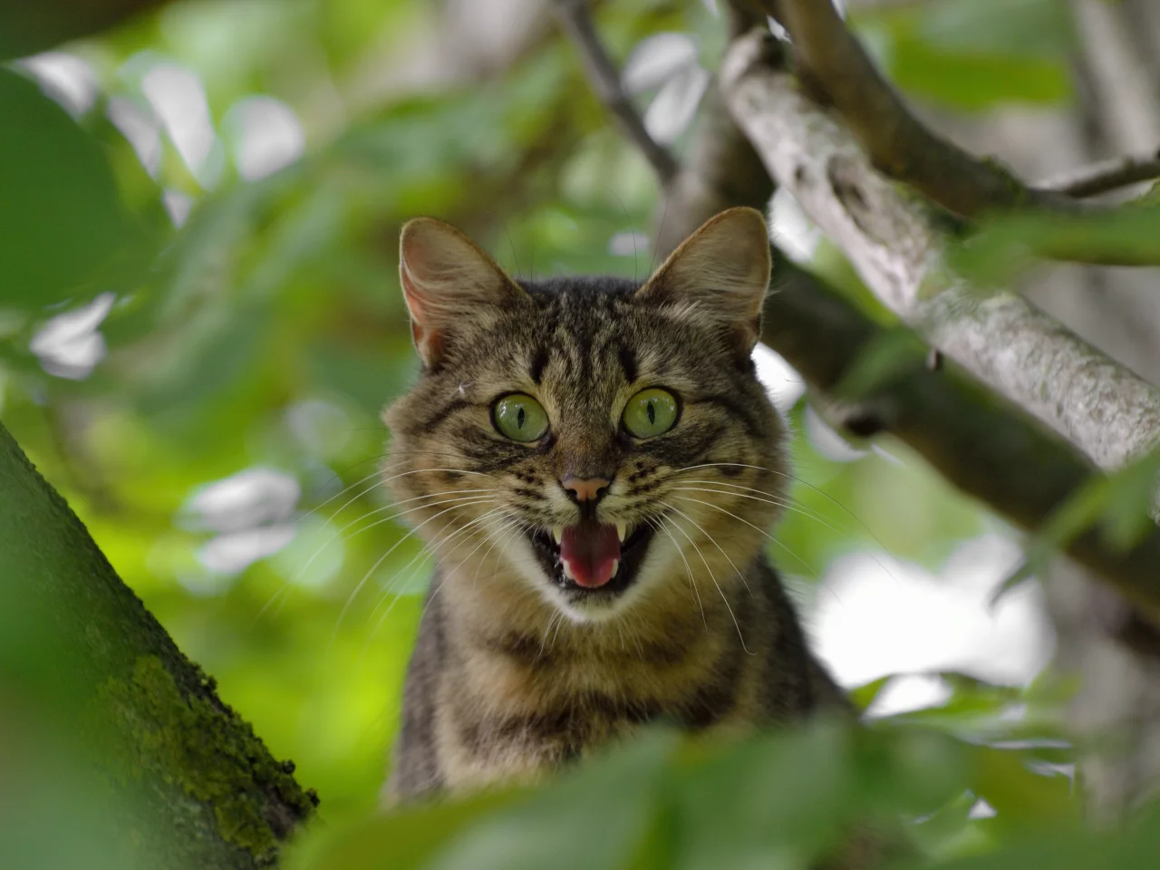 кот