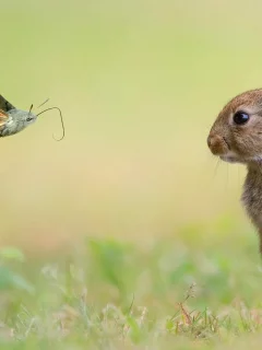 животные