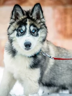 собака