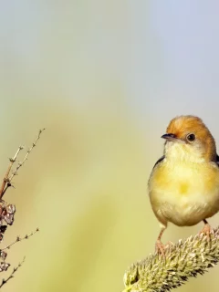 животное