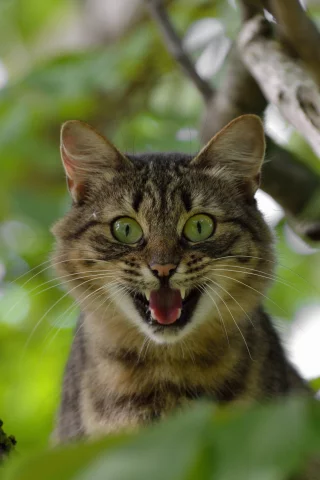 кот