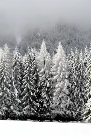 Лес