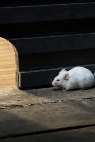 животные