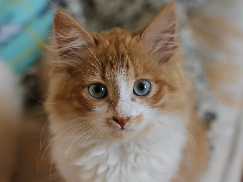 котёнок