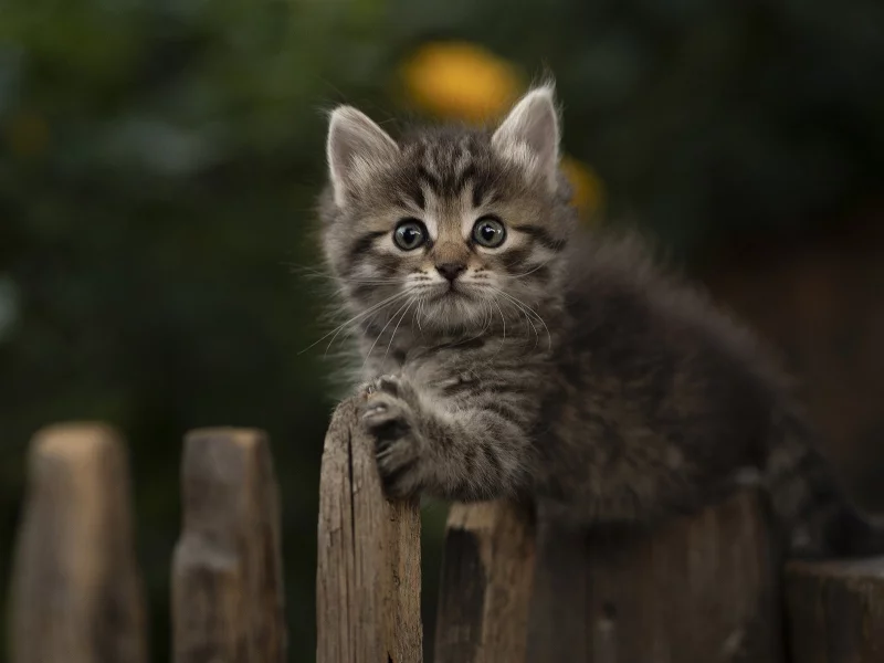 животное